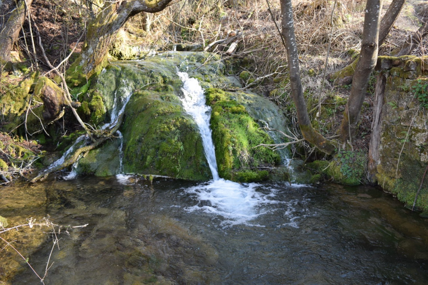 Тарско врело